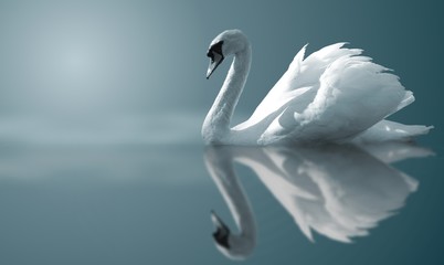 łabędzie refleksje