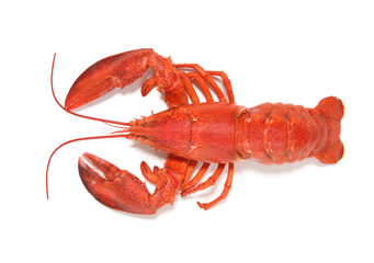 czerwony homar