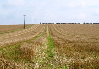 Corn field with stubble after harvesting.