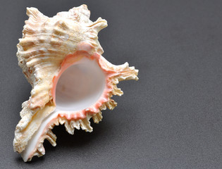 conchiglia