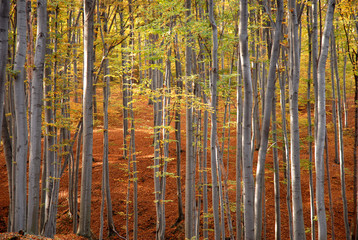 drzewa Panel Szklany do łazienki