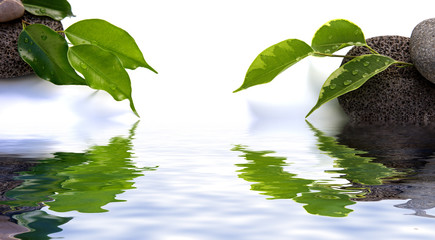 Japoński ogród zen wystrój, roślinna woda mineralna, białe tło