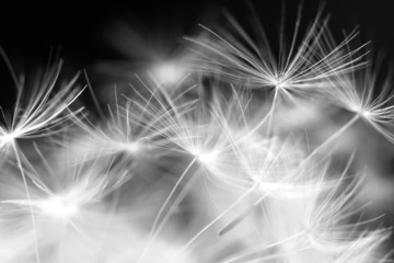 Makro urody mniszka lekarskiego