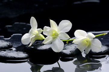 Rząd piękna orchidea i kamień z odbiciem