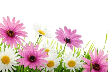 Kolorowy stokrotka kwiat w trawie