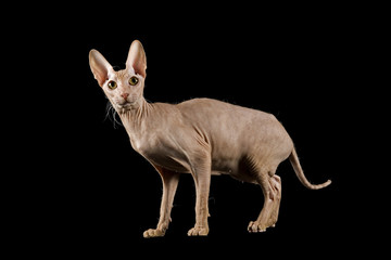 Kot Peterbald 10290