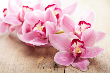 pink orchid flowers
