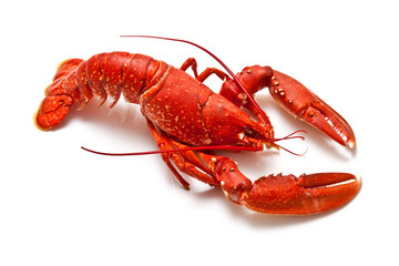 lobster isolated on a white studio background.