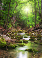 Rzeka głęboko w górskim lesie
