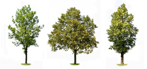 Trees colection