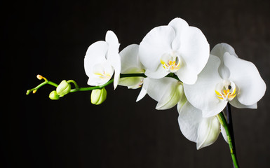 Close-up białych orchidei (phalaenopsis) na ciemnym tle Panel Szklany do łazienki