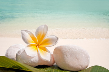 Kamyczki, frangipani, dno morza i plaży