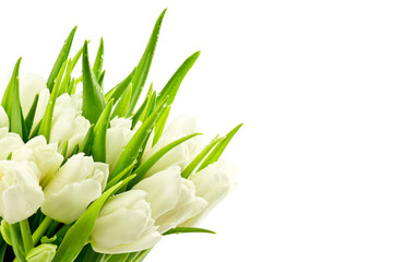 Tulipany