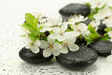Kwiaty dzikiej śliwy z kamieniami do spa