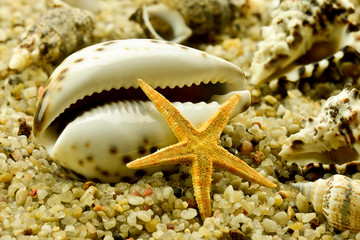 Rozgwiazda z muszlami na żwirku