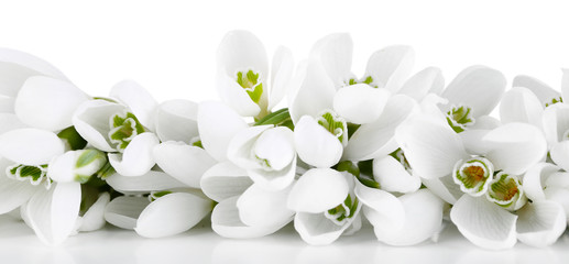 Piękne przebiśniegi, na białym tle