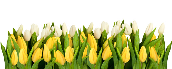 linia izolowanych żółtych i białych tulipanów