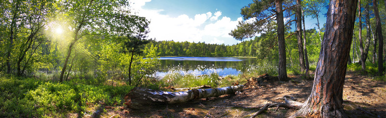 Leśna panorama nad brzegiem jeziora