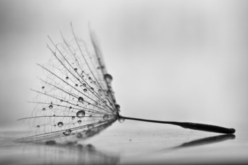 Mokry mniszek lekarski na białej, błyszczącej powierzchni z małymi kropelkami