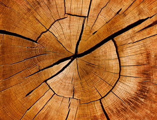 Słoje roczne i ziarno pnia drzewa