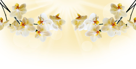 Piękna biała orchidea
