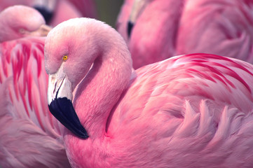 Chilijski Pink Flamingo