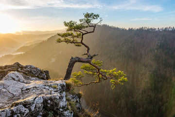 Sokolica w Pieninach Polska