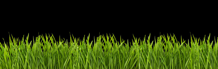 Trawa na czarnym tle