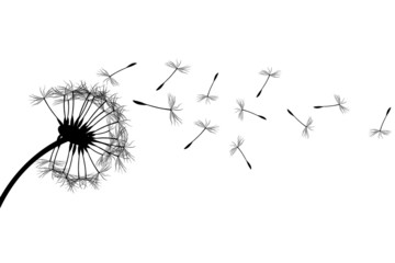 Sylwetka mniszka lekarskiego