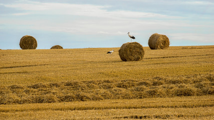 Krajobraz wiejski, po żniwach
