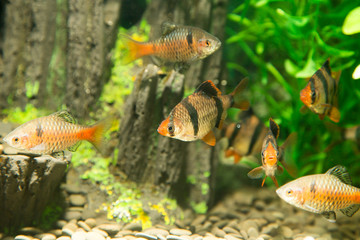 ryby w akwarium