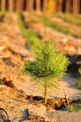 Młoda sosna, szkółka leśna