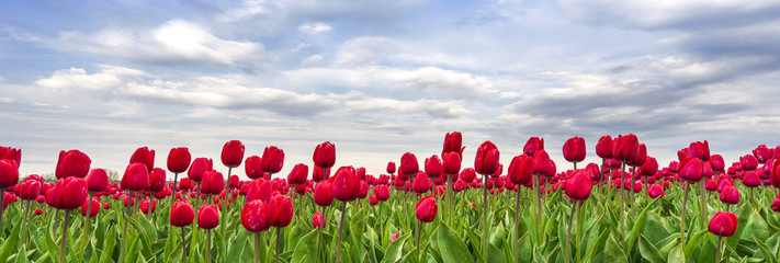 Tulpen
