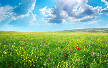 Spring meadow of flowers