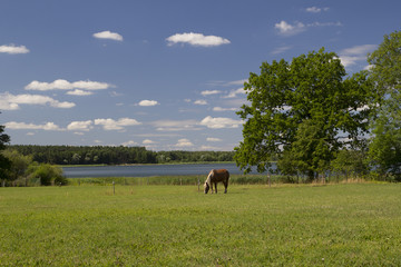 Koń nad jeziorem