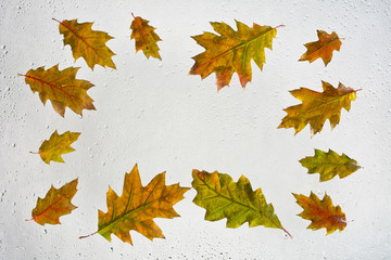 Kolorowe, podświetlone, mokre, jesienne liście przyklejone kroplami deszczu do okna na szarym tle