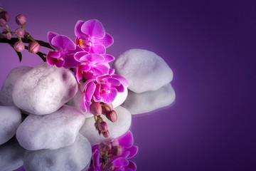 Orchidea z białymi kamieniami na lustrze