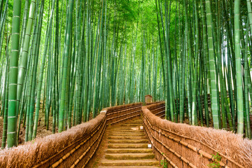 Kyoto, Japonia Bamboo Forest