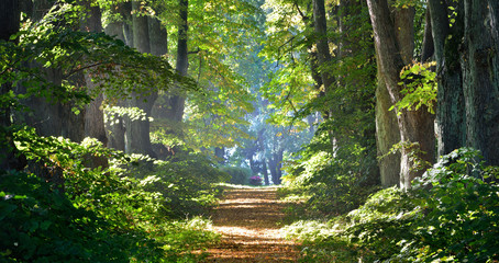 Road in a beautiful forest in the morning
