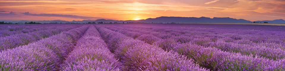 Wschód słońca nad polami lawendy w Provence, Francja