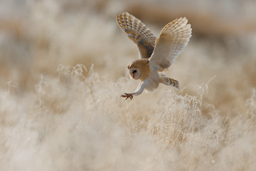 Polowanie Barn Owl w rano ładne światło