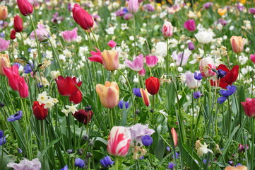 Tulipany