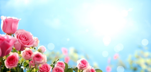 Pink rose against sky