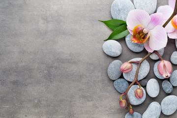 Zdrój storczykowy temat protestuje na szarym tle.