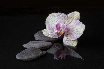 Orchidea i kamienie w wodzie z reflectio