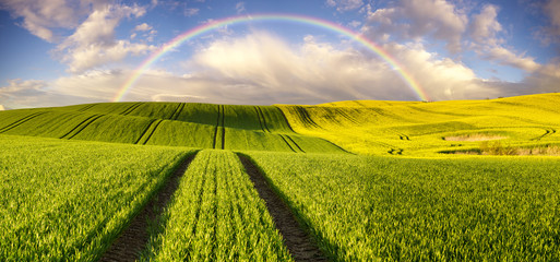 Wielobarwna tęcza nad wiosennym polem