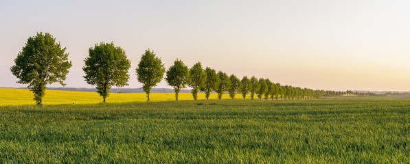 Wiosenne pola w niemczech