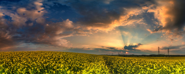 Panorama pole rzepaku w zachodzącym słońcu