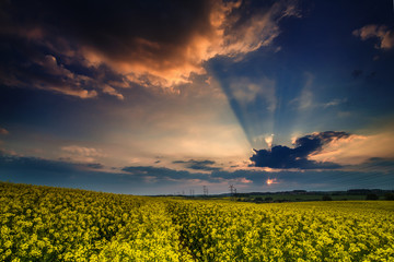 Zachód słońca nad polem rzepaku