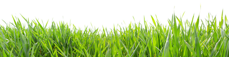 Trawa w wysokiej rozdzielczości na białym tle na białym tle